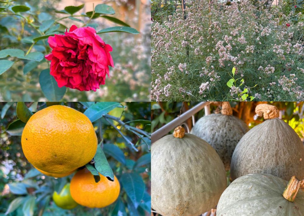 果樹や野菜が実る庭