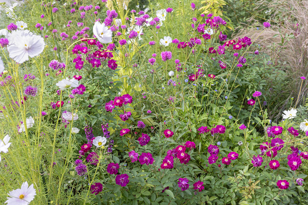 ‘ヴィル・ナタール’