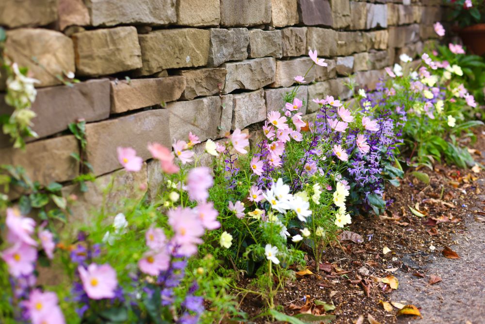 コスモスやプレクトランサス