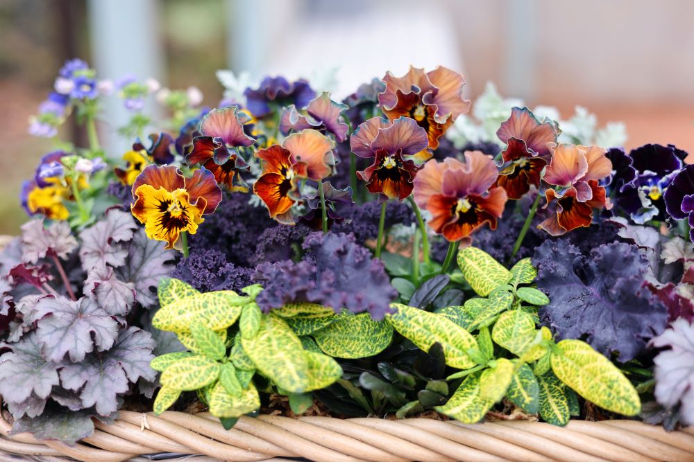 パンジー‘フェデネージュ ボンソワレ’や‘フェデネージュ ムーンライト’