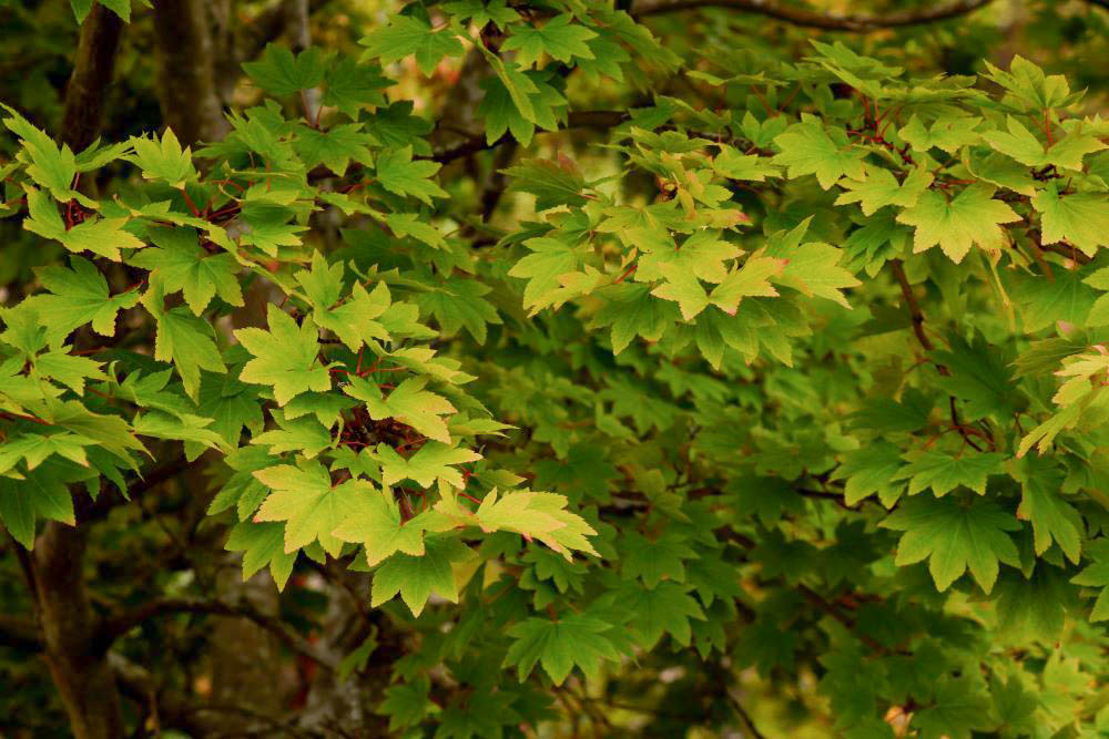 コハウチワカエデ