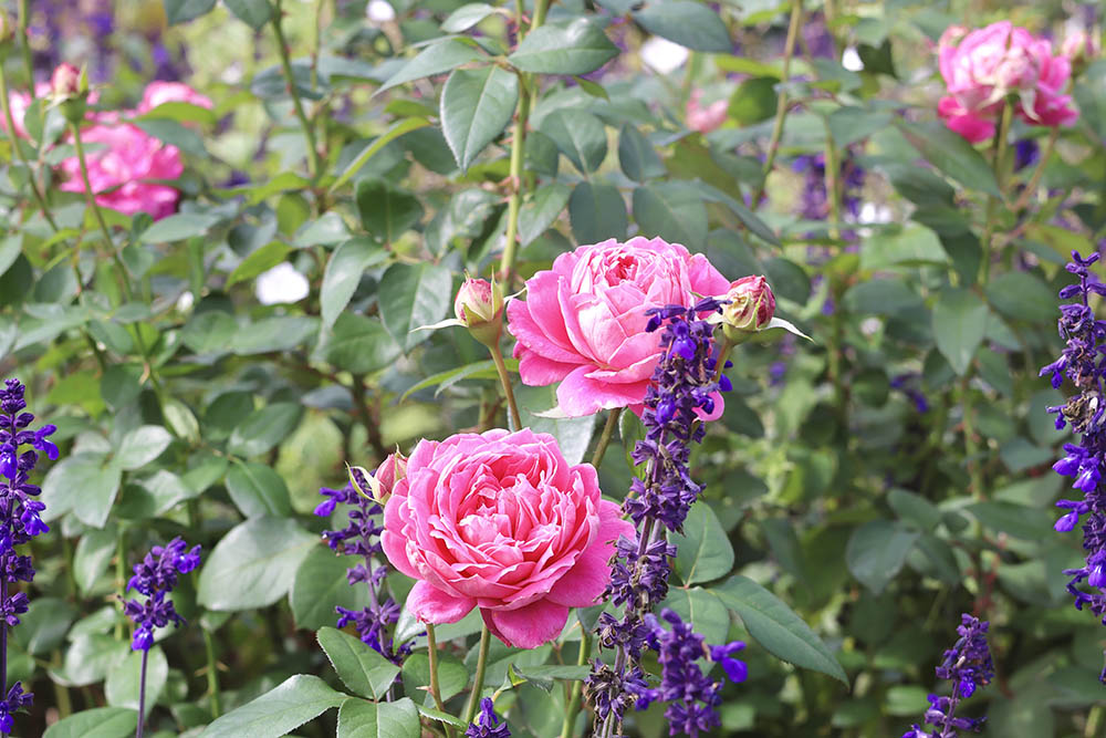 ‘雨ニモマケズ・リバーシブル・ピンク’