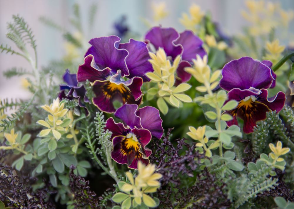 パープルの花とカラーリーフ