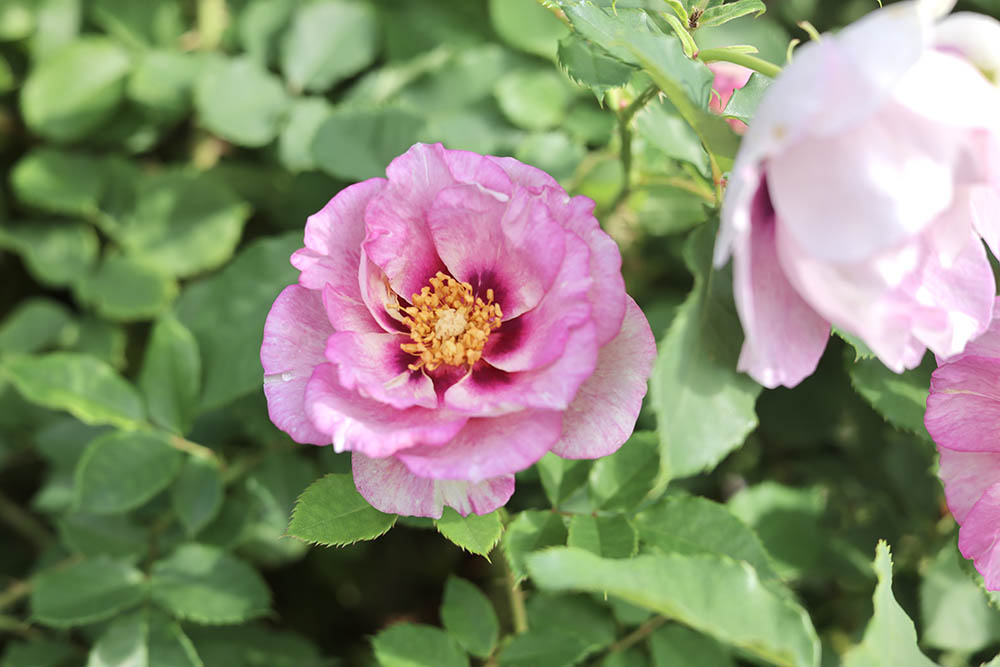 アイズ・フォー・ユー