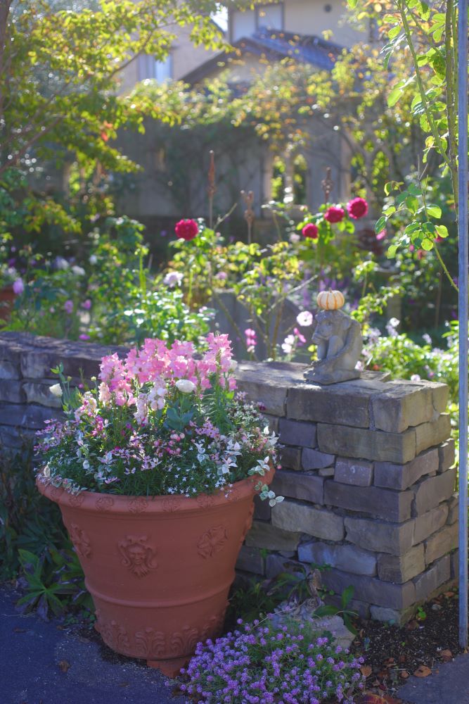 キンギョソウの寄せ植え