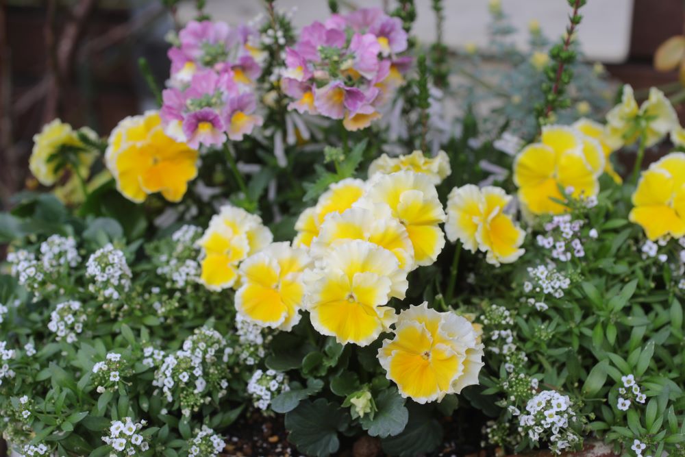 ビオラ‘エッグタルト’