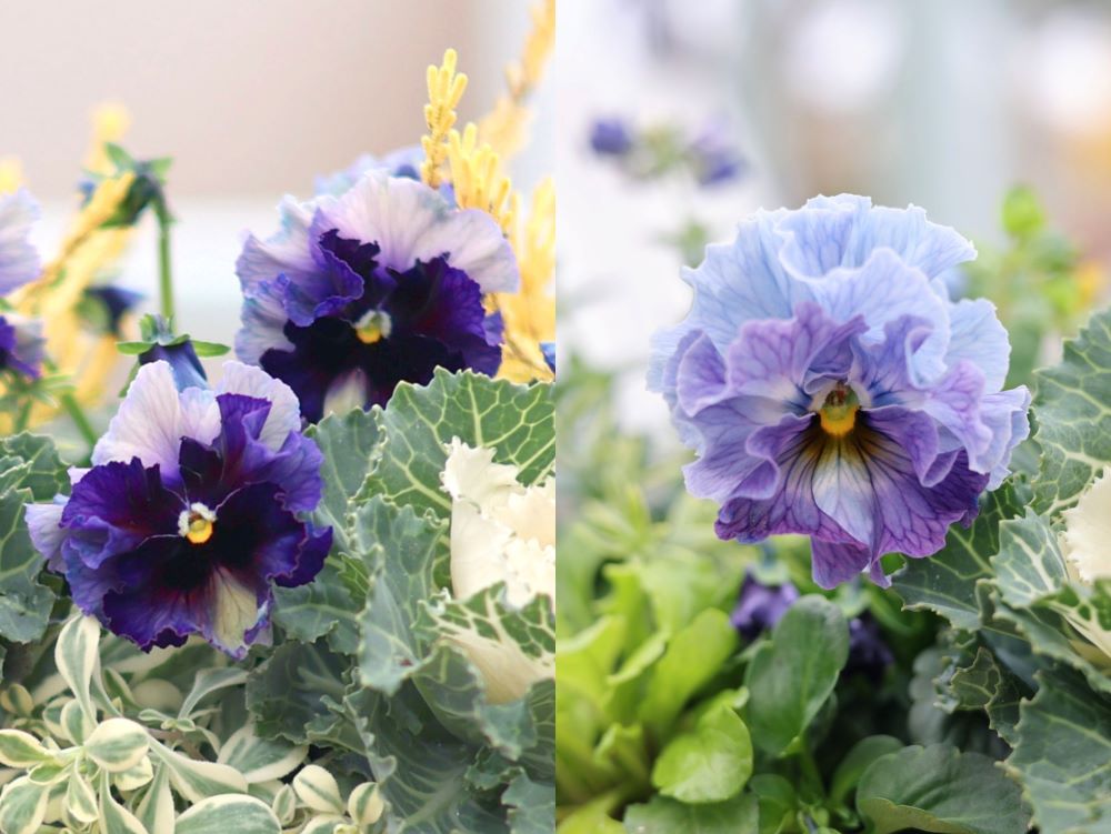 ビオラ‘フェデネージュ ボンソワレ’と ‘フェデネージュ ブルー’