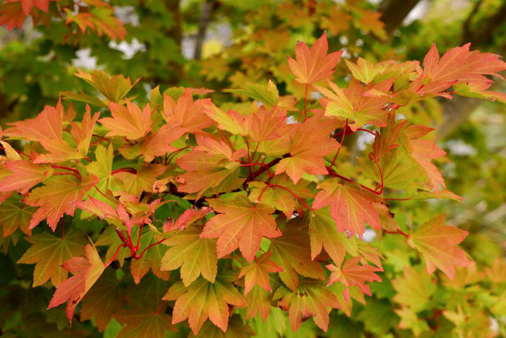 コハウチワカエデ