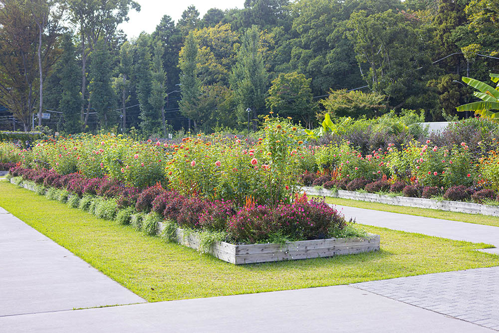 あやせローズガーデン