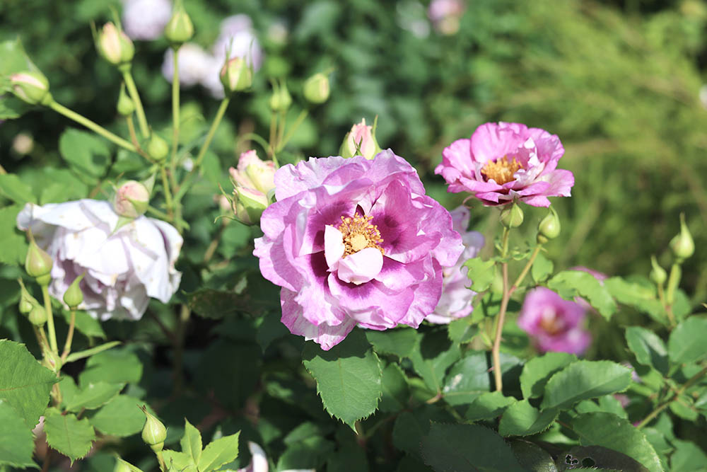 ‘アイズ・フォー・ユー’