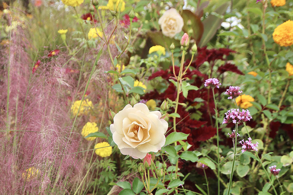 秋に咲く‘こうぞめ’