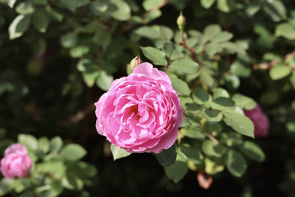 楼蘭(ロウラン)