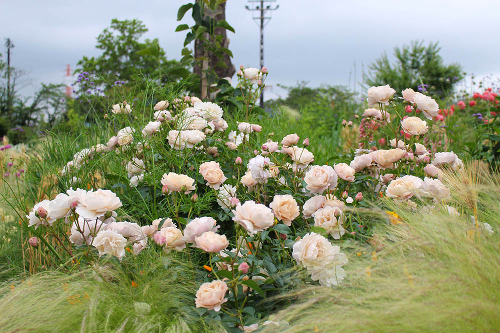 春に咲く‘こうぞめ’