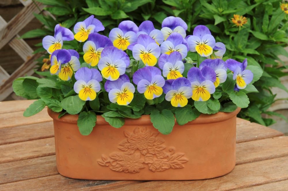 ビオラ‘ソルベXP’イエローフロスト