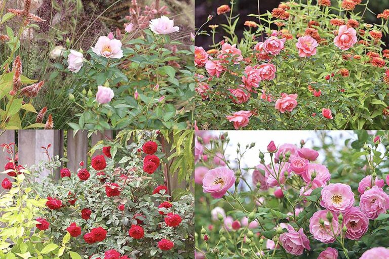 神奈川「あやせローズガーデン」の秋バラがすごい！ プロが選ぶ「丈夫でよく咲くバラ」10選