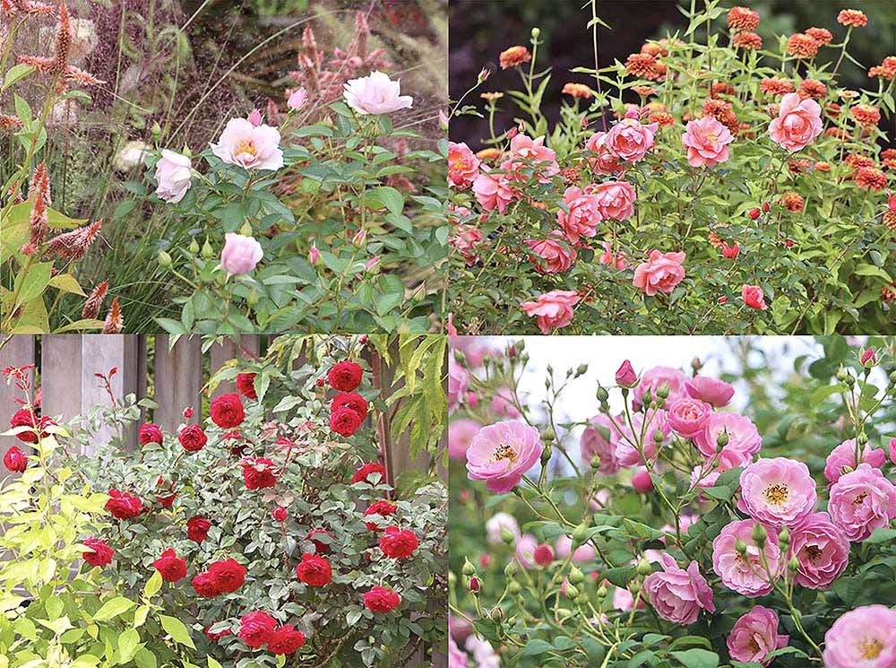神奈川「あやせローズガーデン」の秋バラがすごい！ プロが選ぶ「丈夫でよく咲くバラ」10選