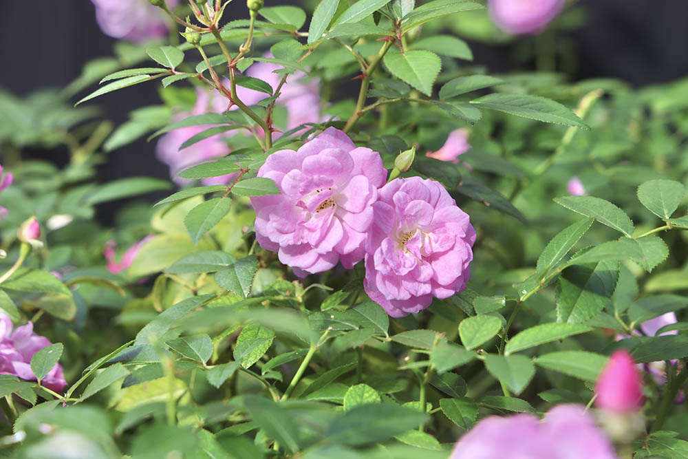 紫陽（シヨウ）