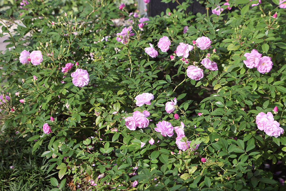 秋に咲く‘紫陽’