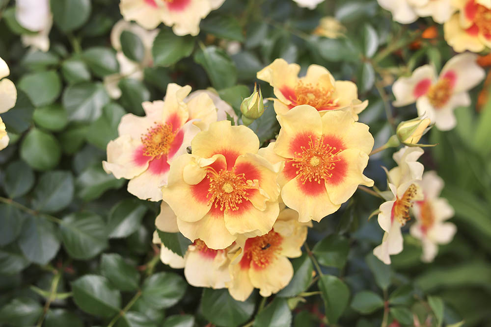 タイガー・アイズ