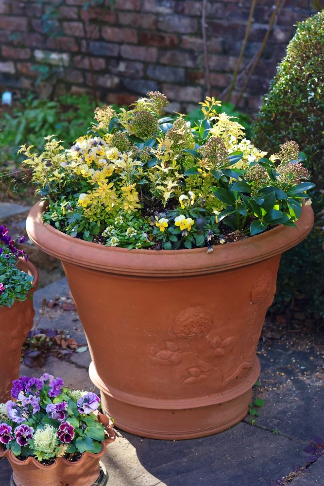 スキミアと黄金葉で「金の山」テラコッタ鉢