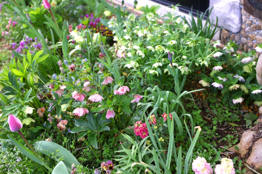 クリスマスローズ