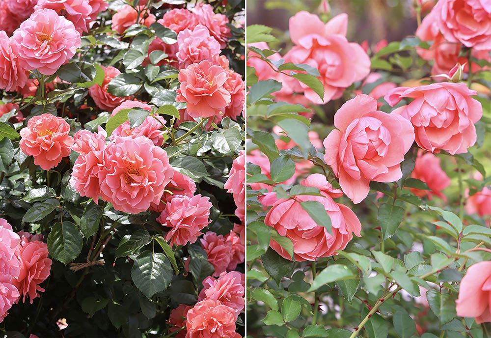 春と秋の‘ル・デパール・ド・アヤセ’