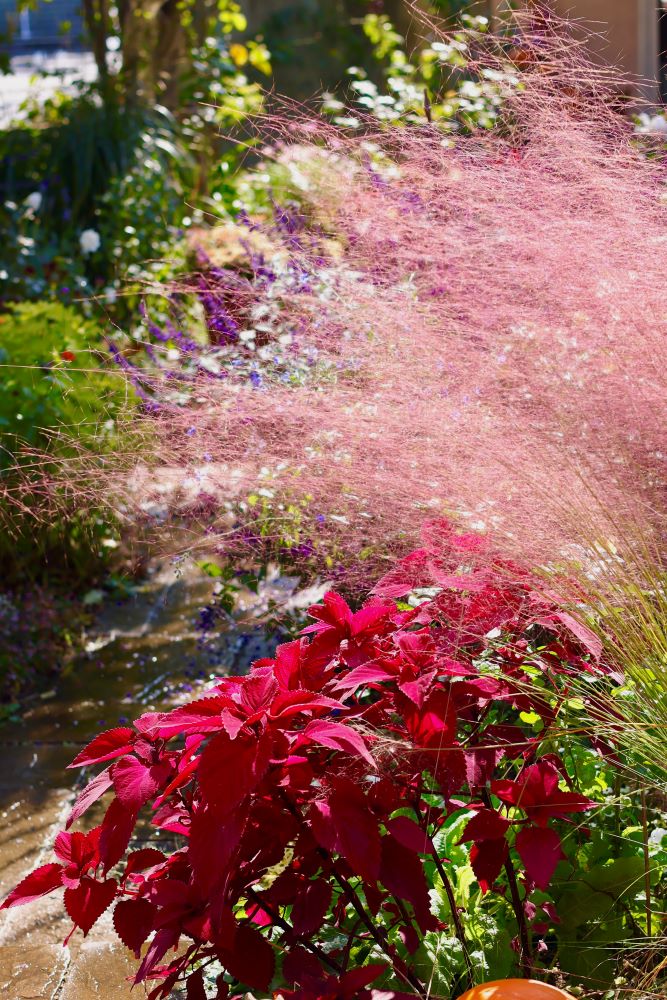 コリウスとミューレンベルギア