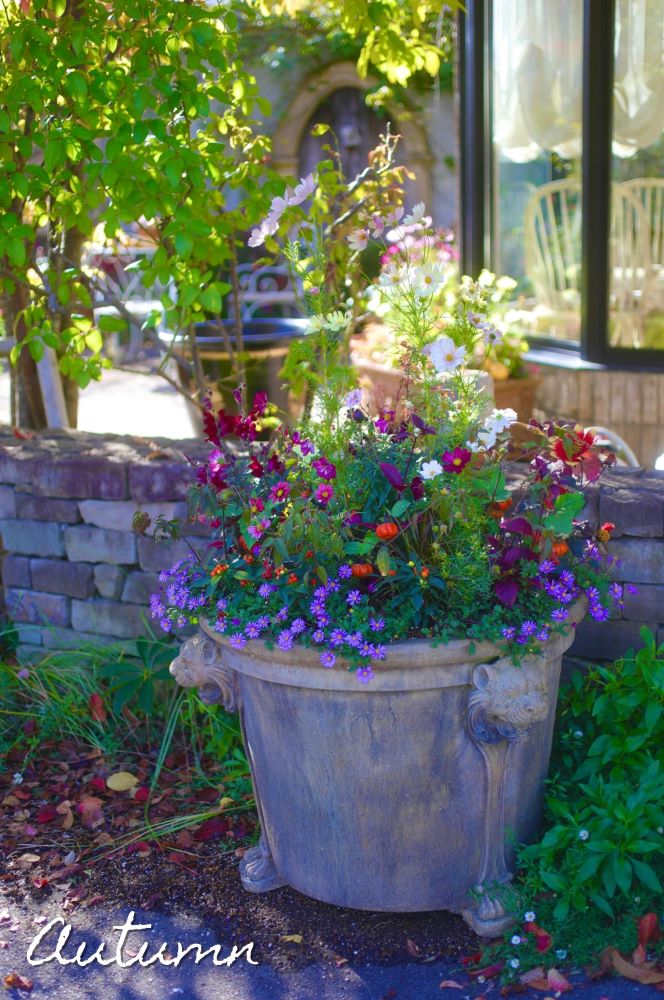 キンギョソウの寄せ植え