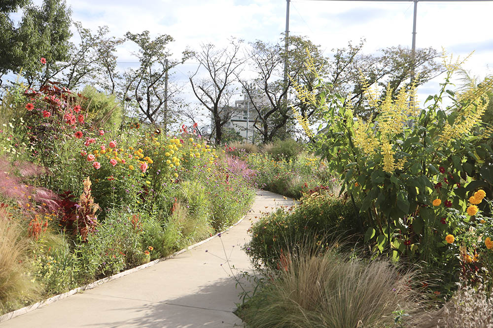 あやせローズガーデン