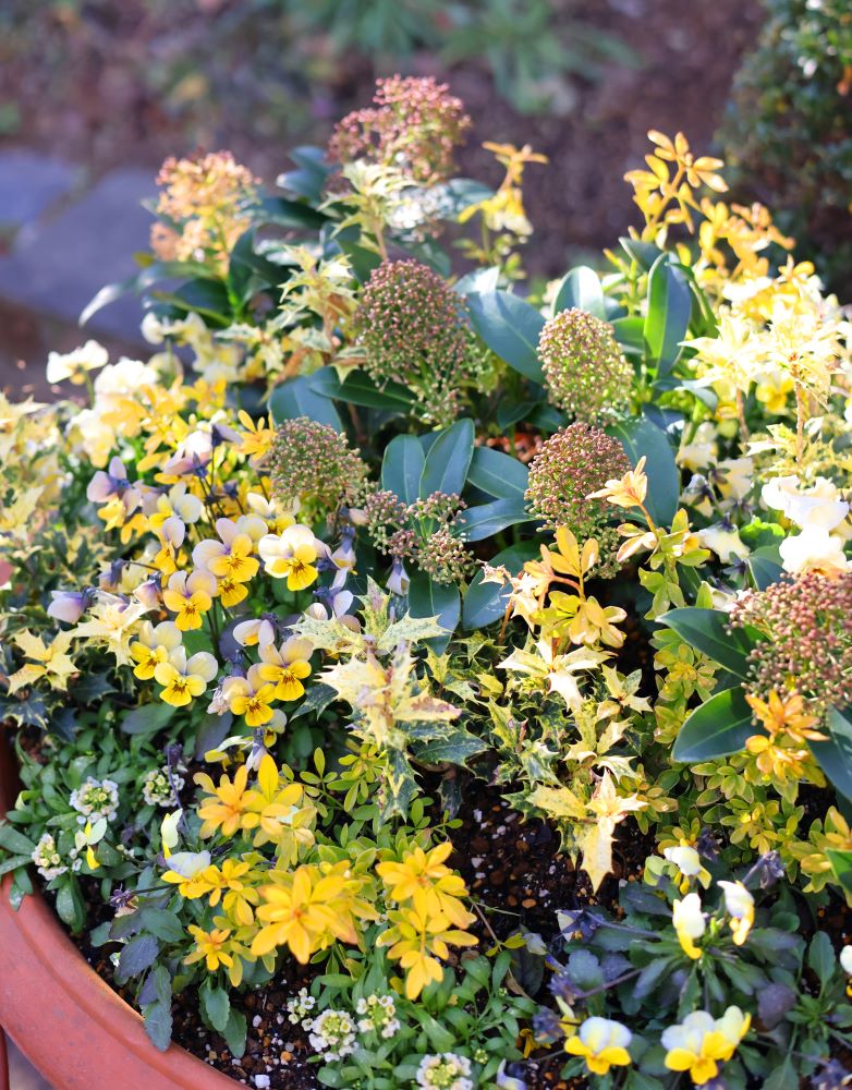 スキミアと黄金葉で「金の山」テラコッタ鉢