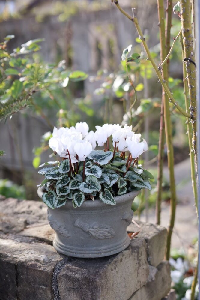 クリスマスの白い鉢植え