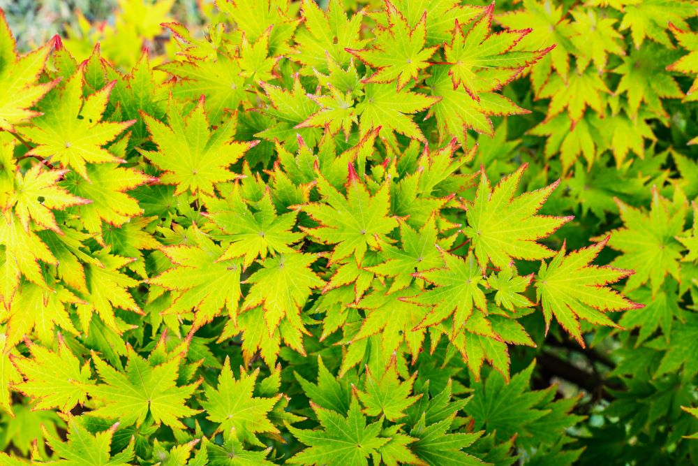 コハウチワカエデ