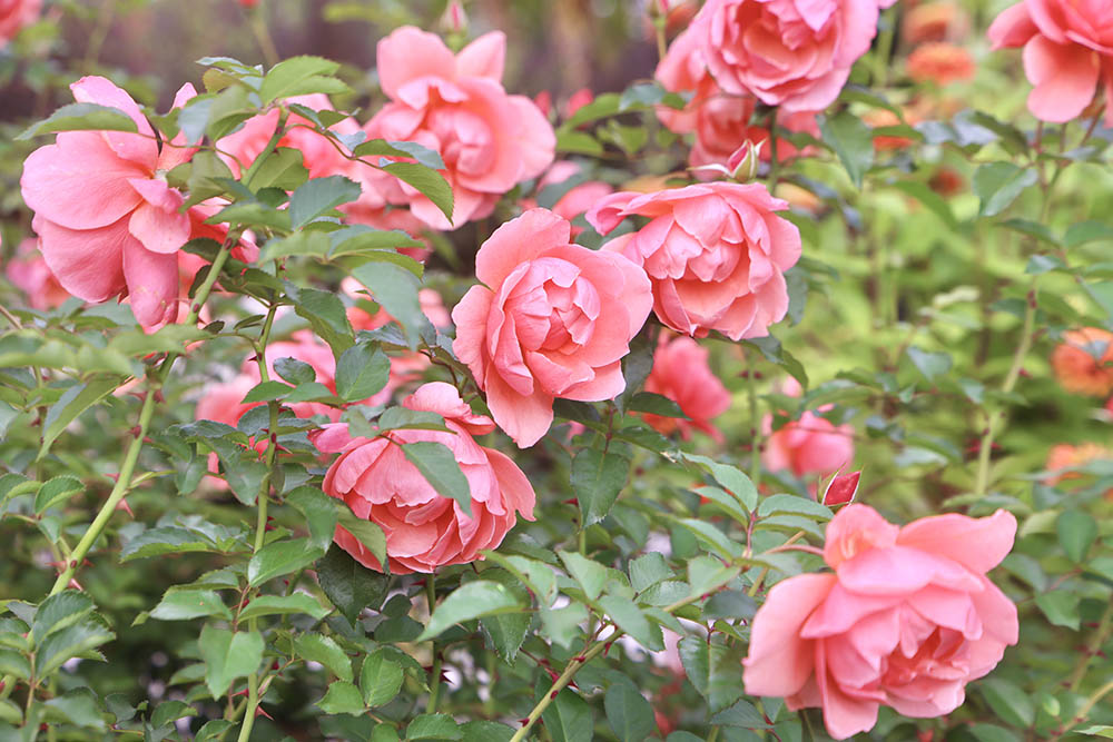 ル・デパール・ド・アヤセ