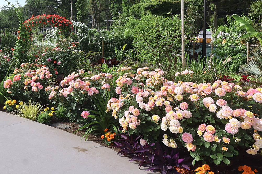 あやせローズガーデンの秋バラ‘シャルール’