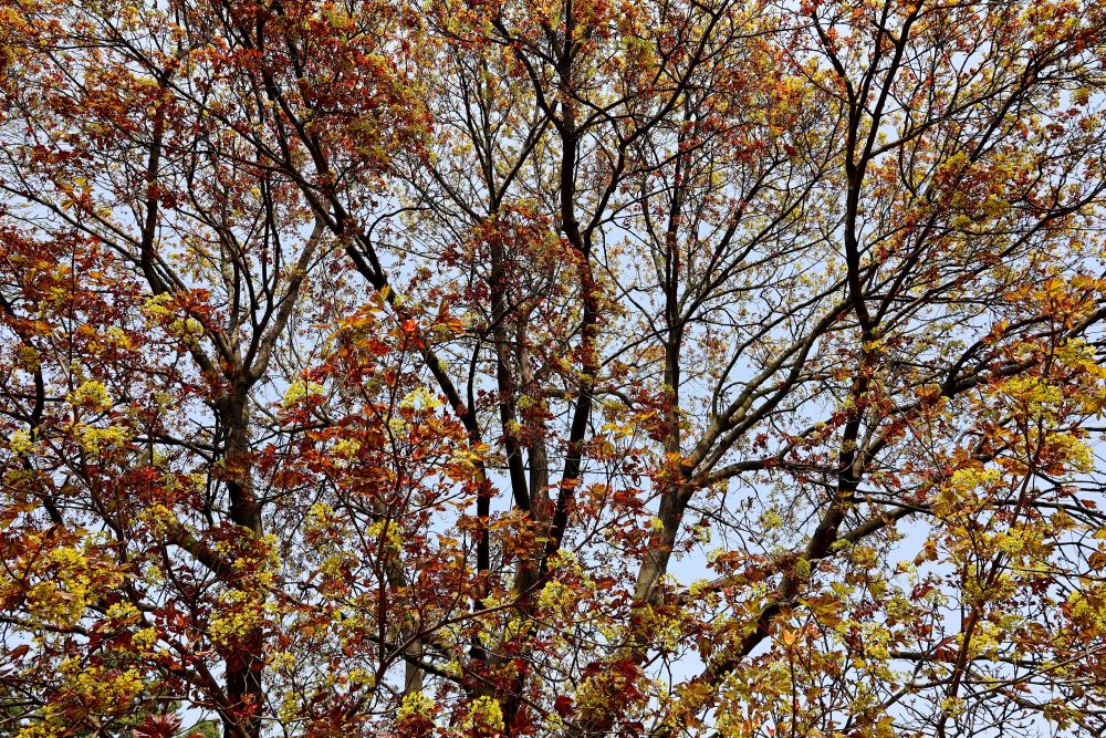 コハウチワカエデ