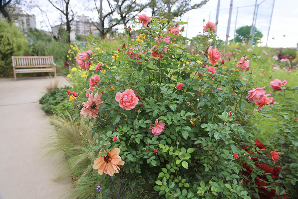 ‘ル・デパール・ド・アヤセ’