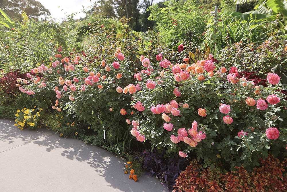 ‘シャルール’の秋バラ