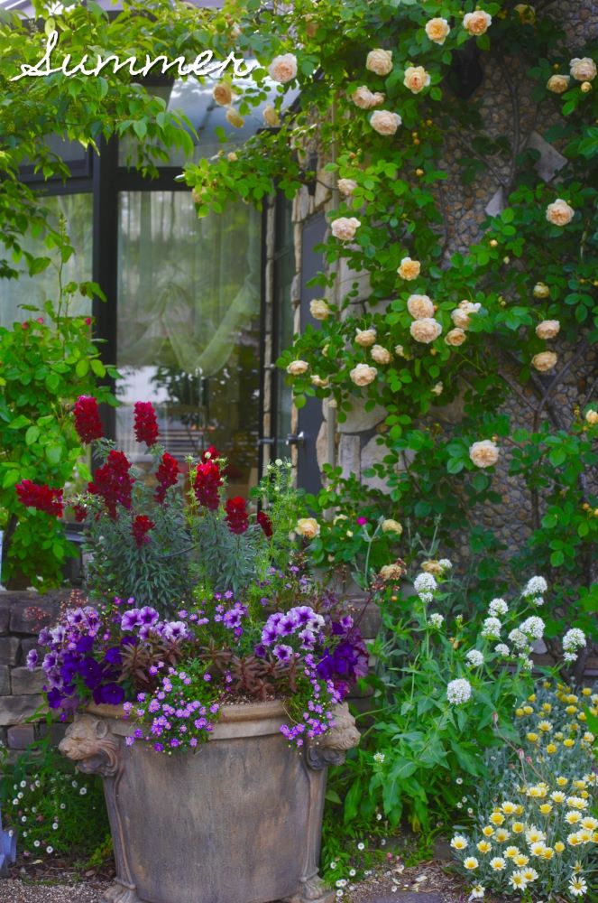キンギョソウの寄せ植え