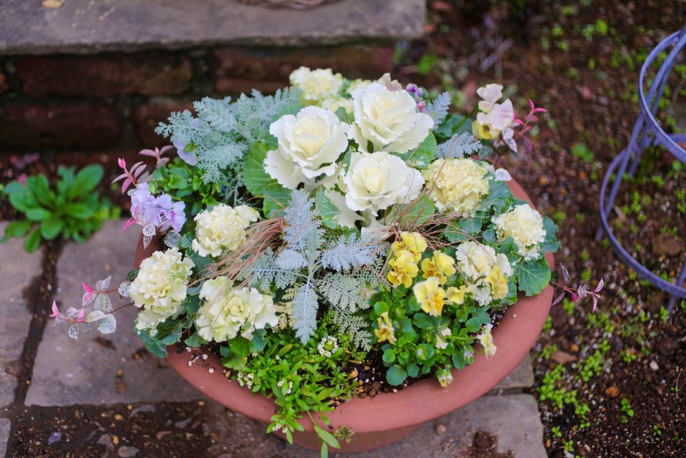 冬から春へ、福がぐんぐん伸びるハボタン鉢