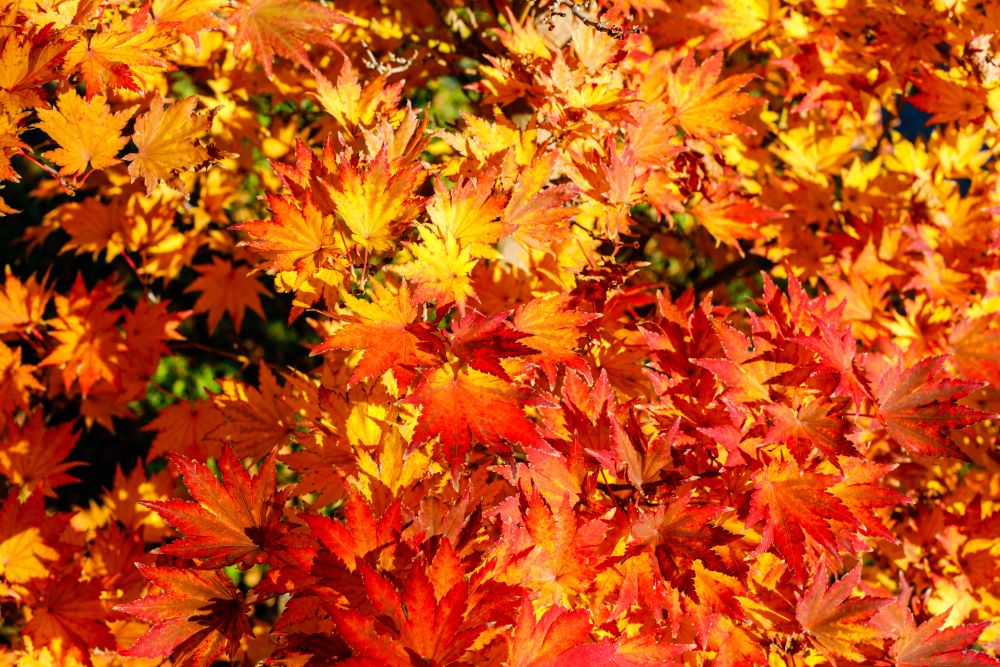 コハウチワカエデ