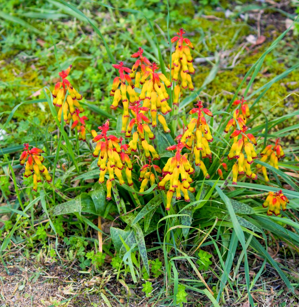 ラケナリア・アロイデス