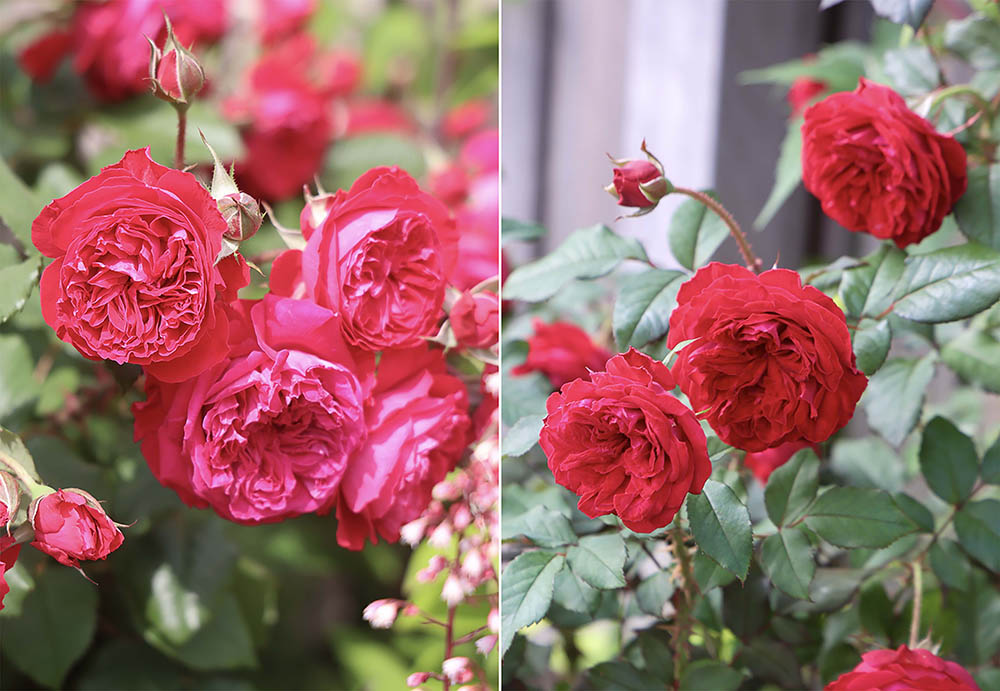 春と秋のバラ‘マイローズ’