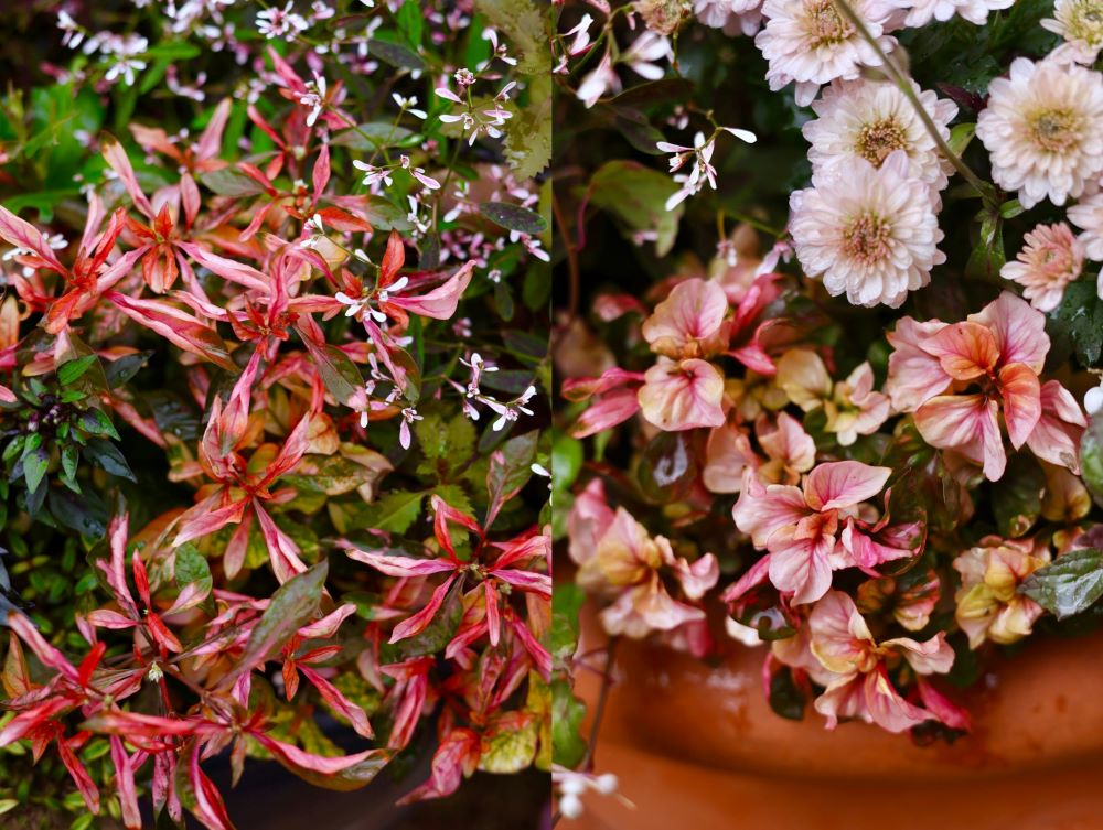 アルテルナンテラ