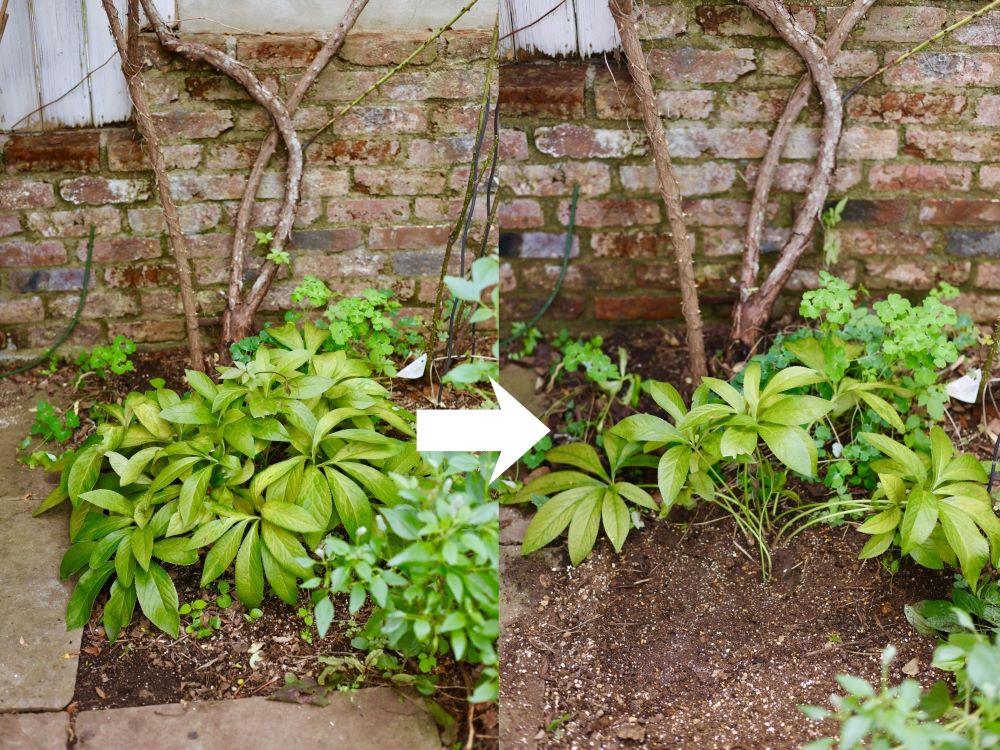 クリスマスローズの株分け