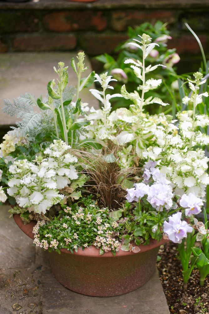 冬から春へ、福がぐんぐん伸びるハボタン鉢