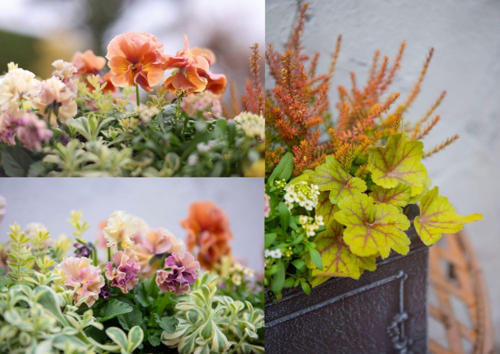 寄せ植えの花材