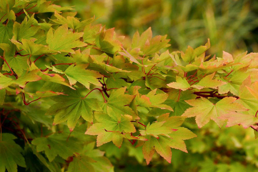 コハウチワカエデ