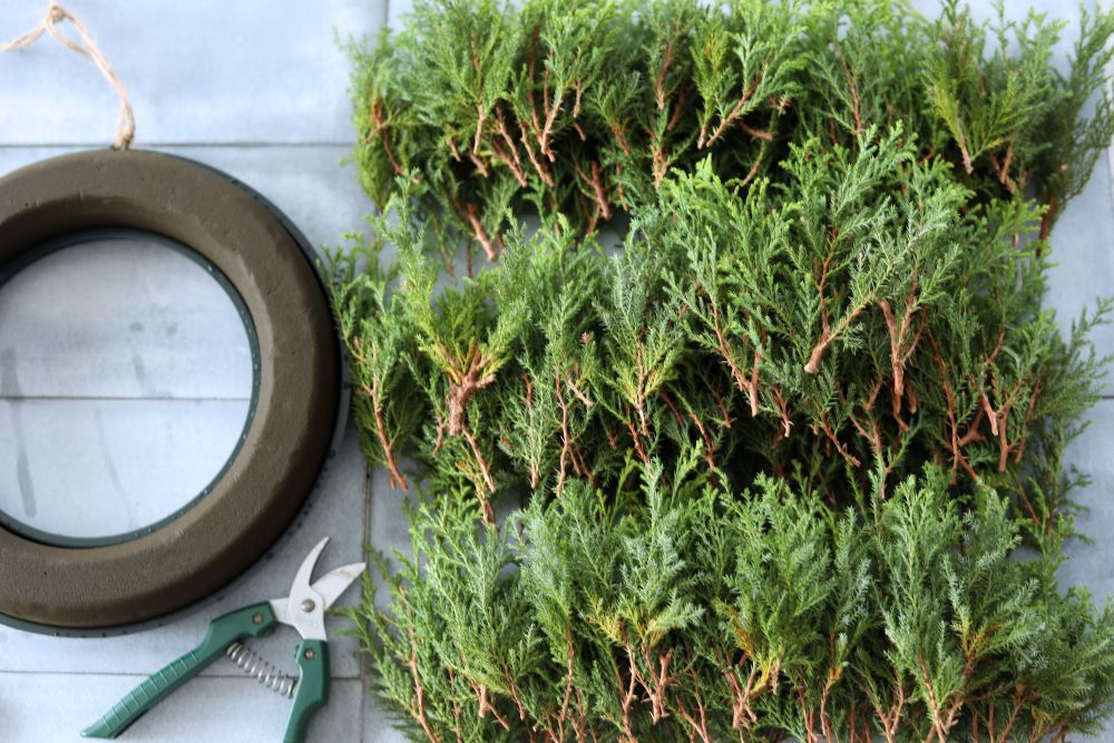 ヒムロスギをカット