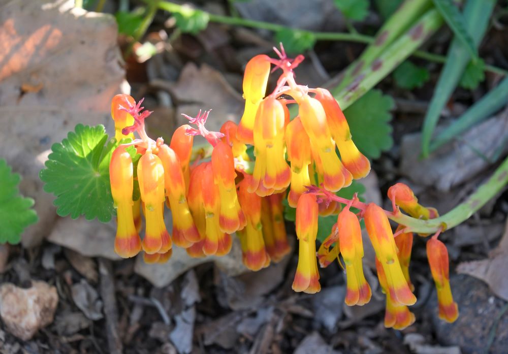 ラケナリア・アロイデス・クアドリコロル