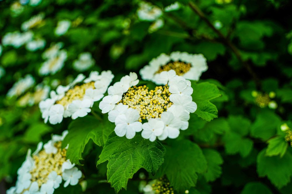 セイヨウカンボク